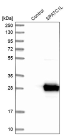 SPATC1L Antibody in Western Blot (WB)