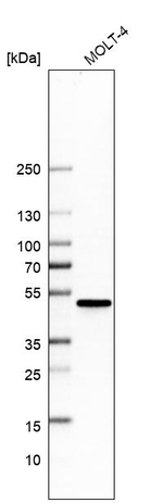 CtBP1 Antibody in Western Blot (WB)