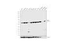 CtBP1 Antibody in Western Blot (WB)