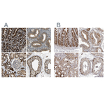 TUFM Antibody in Immunohistochemistry (Paraffin) (IHC (P))