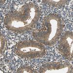 TUFM Antibody in Immunohistochemistry (Paraffin) (IHC (P))