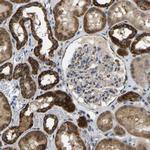 TUFM Antibody in Immunohistochemistry (Paraffin) (IHC (P))