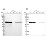 TUFM Antibody in Western Blot (WB)