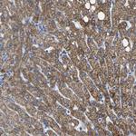 ETFA Antibody in Immunohistochemistry (Paraffin) (IHC (P))