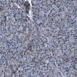 ETFA Antibody in Immunohistochemistry (Paraffin) (IHC (P))