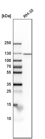 Importin 7 Antibody in Western Blot (WB)