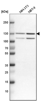 Importin 7 Antibody in Western Blot (WB)