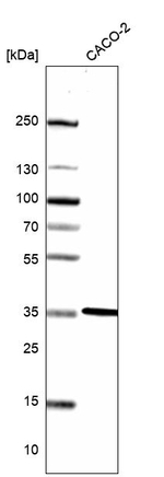 LDHB Antibody in Western Blot (WB)