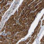 HIGD2B Polyclonal Antibody