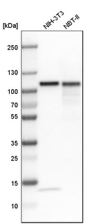 TOP1 Antibody in Western Blot (WB)