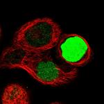 CAPG Polyclonal Antibody