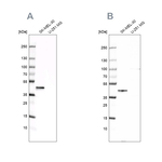 CAPG Antibody in Western Blot (WB)