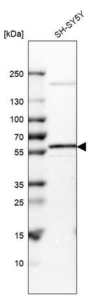 VAM1 Antibody in Western Blot (WB)