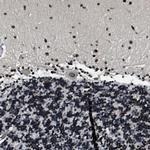 NIPA Antibody in Immunohistochemistry (Paraffin) (IHC (P))