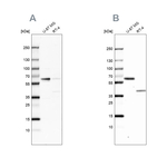 NIPA Antibody in Western Blot (WB)