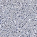 GARS Antibody in Immunohistochemistry (Paraffin) (IHC (P))