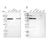 GARS Antibody in Western Blot (WB)