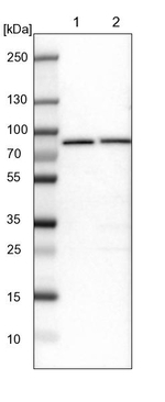 GARS Antibody in Western Blot (WB)