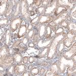 STAU2 Antibody in Immunohistochemistry (Paraffin) (IHC (P))