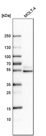 STAU2 Antibody in Western Blot (WB)