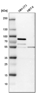 STAU2 Antibody in Western Blot (WB)