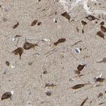 DSCAM Antibody in Immunohistochemistry (Paraffin) (IHC (P))