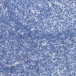 DSCAM Antibody in Immunohistochemistry (Paraffin) (IHC (P))