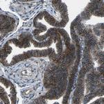 SLC4A2 Antibody in Immunohistochemistry (Paraffin) (IHC (P))