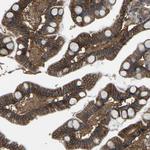 SLC4A2 Antibody in Immunohistochemistry (Paraffin) (IHC (P))