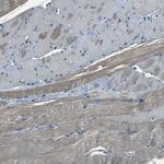 SLC4A2 Antibody in Immunohistochemistry (Paraffin) (IHC (P))