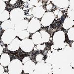 TRIM4 Antibody in Immunohistochemistry (Paraffin) (IHC (P))