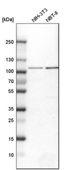 Aconitase 1 Antibody in Western Blot (WB)