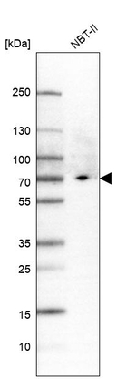 L-Plastin Antibody in Western Blot (WB)