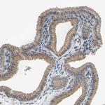 PARL Antibody in Immunohistochemistry (Paraffin) (IHC (P))