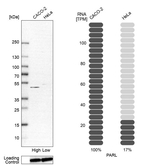 PARL Antibody in Western Blot (WB)