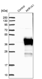 AKR1A1 Antibody in Western Blot (WB)
