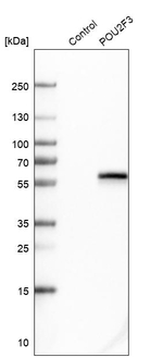 POU2F3 Antibody in Western Blot (WB)