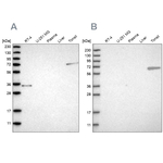 FNBP1 Antibody in Western Blot (WB)
