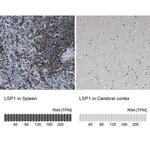 LSP1 Antibody