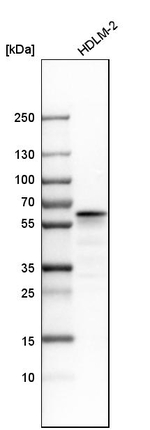 LSP1 Antibody in Western Blot (WB)