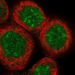 p130 Polyclonal Antibody