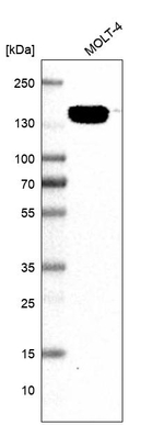 p130 Antibody in Western Blot (WB)