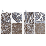 MDH2 Antibody in Immunohistochemistry (Paraffin) (IHC (P))