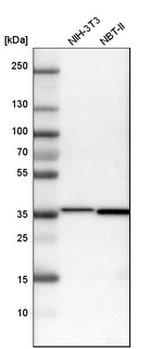 MDH2 Antibody in Western Blot (WB)
