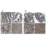 MDH2 Antibody in Immunohistochemistry (Paraffin) (IHC (P))