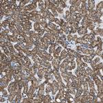 MDH2 Antibody in Immunohistochemistry (Paraffin) (IHC (P))