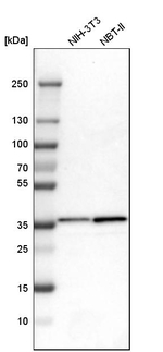 MDH2 Antibody in Western Blot (WB)