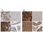 RBKS Antibody in Immunohistochemistry (Paraffin) (IHC (P))