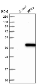 RBKS Antibody in Western Blot (WB)