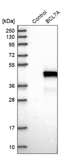 BCL7A Antibody in Western Blot (WB)